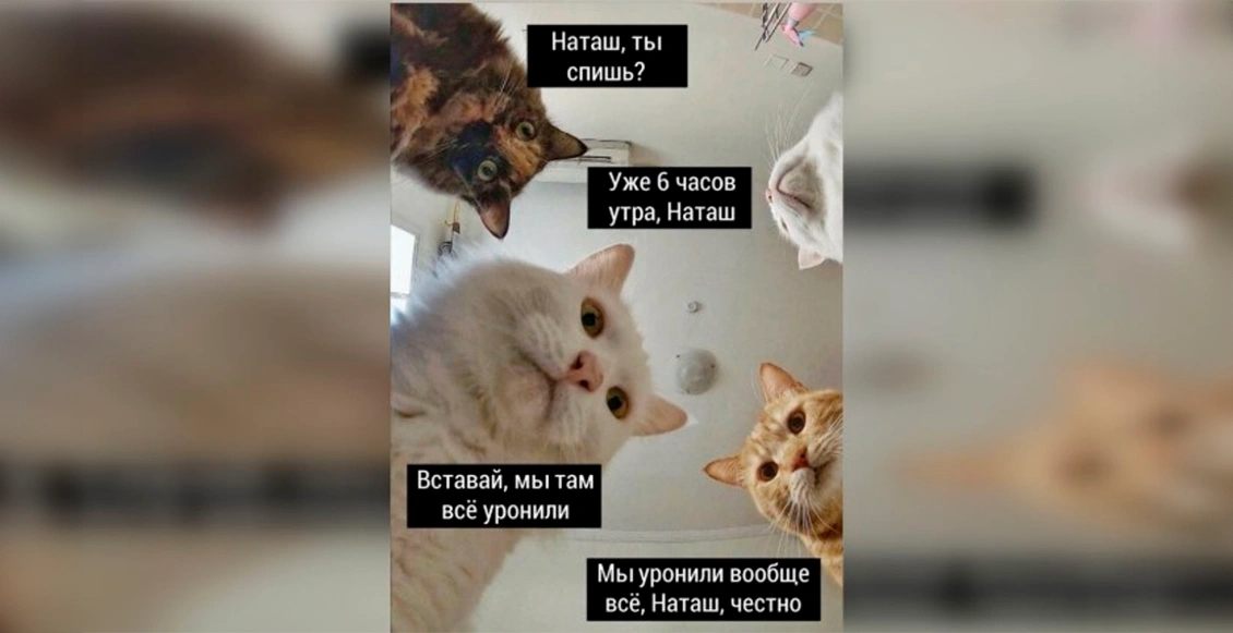 м30лис 12.webp м30лис 12.webp